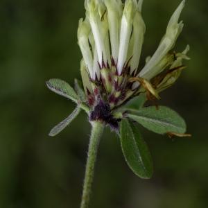 Photographie n°2444760 du taxon Trifolium ochroleucon Huds. [1762]