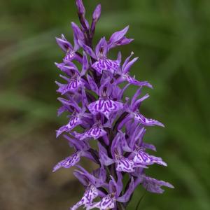 Photographie n°2444777 du taxon Dactylorhiza fuchsii (Druce) Soó [1962]