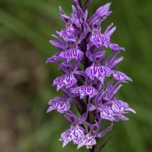 Photographie n°2444778 du taxon Dactylorhiza fuchsii (Druce) Soó [1962]