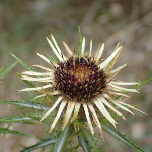 Photographie n°2444786 du taxon Carlina vulgaris L.