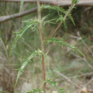 Photographie n°2444787 du taxon Carlina vulgaris L.