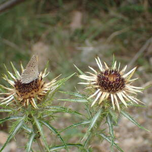 Photographie n°2444790 du taxon Carlina vulgaris L.