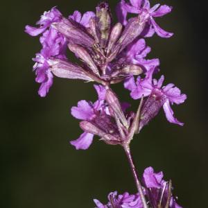 Photographie n°2444792 du taxon Atocion armeria (L.) Raf. [1840]