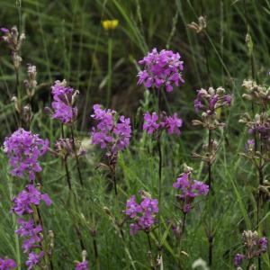 Photographie n°2444793 du taxon Atocion armeria (L.) Raf. [1840]