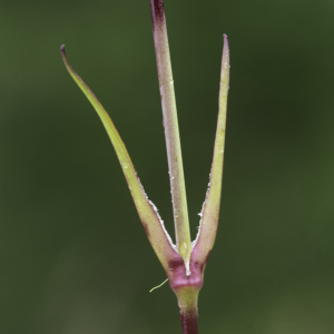 Photographie n°2444794 du taxon Atocion armeria (L.) Raf. [1840]