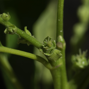 Photographie n°2444813 du taxon Castanea sativa Mill.