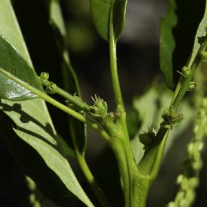 Photographie n°2444819 du taxon Castanea sativa Mill.