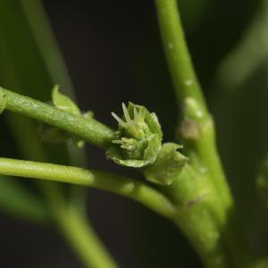 Photographie n°2444820 du taxon Castanea sativa Mill.