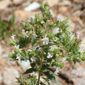 Photographie n°2444826 du taxon Origanum vulgare subsp. viridulum (Martrin-Donos) Nyman