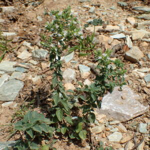 Photographie n°2444829 du taxon Origanum vulgare subsp. viridulum (Martrin-Donos) Nyman