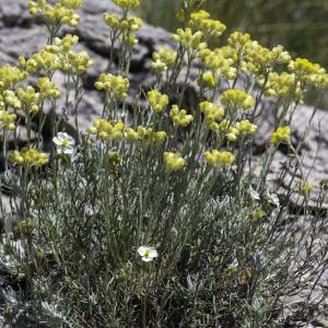 Photographie n°2444902 du taxon Helichrysum stoechas (L.) Moench [1794]