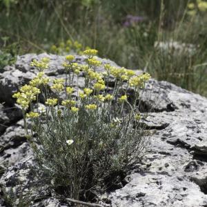 Photographie n°2444903 du taxon Helichrysum stoechas (L.) Moench [1794]