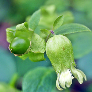 Photographie n°2444943 du taxon Silene baccifera (L.) Roth