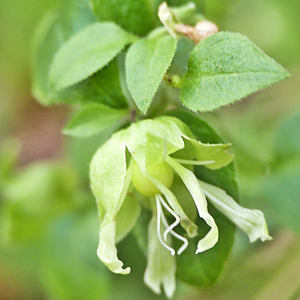 Photographie n°2444945 du taxon Silene baccifera (L.) Roth