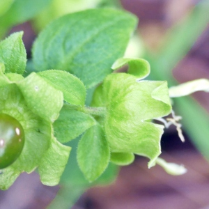 Photographie n°2444946 du taxon Silene baccifera (L.) Roth