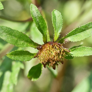 Photographie n°2444962 du taxon Bidens tripartita L. [1753]