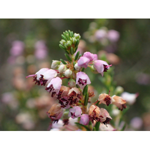 Erica manipuliflora Salisb.