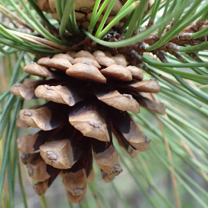 Photographie n°2444969 du taxon Pinus nigra J.F.Arnold