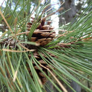 Photographie n°2444970 du taxon Pinus nigra J.F.Arnold