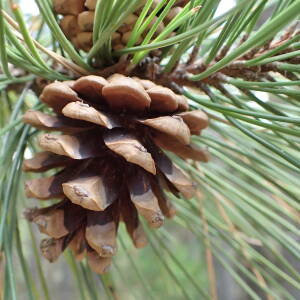 Photographie n°2444972 du taxon Pinus nigra J.F.Arnold