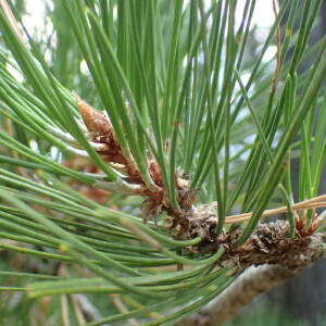 Photographie n°2444976 du taxon Pinus nigra J.F.Arnold