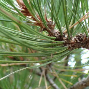 Photographie n°2444977 du taxon Pinus nigra J.F.Arnold