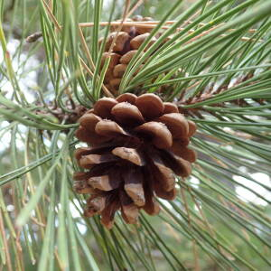 Photographie n°2444978 du taxon Pinus nigra J.F.Arnold