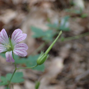 Photographie n°2444984 du taxon Geranium versicolor L.