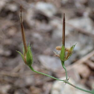 Photographie n°2444985 du taxon Geranium versicolor L.