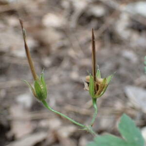 Photographie n°2444986 du taxon Geranium versicolor L.