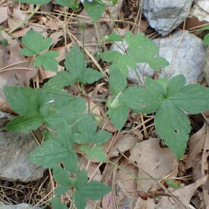  - Geranium versicolor L. [1755]