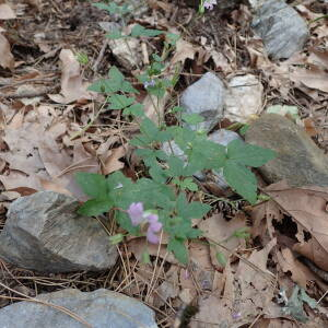  - Geranium versicolor L. [1755]