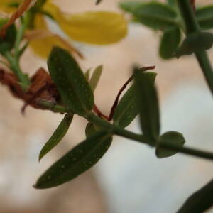 Photographie n°2445018 du taxon Hypericum perforatum L.
