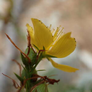 Photographie n°2445019 du taxon Hypericum perforatum L.