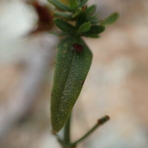 Photographie n°2445020 du taxon Hypericum perforatum L.