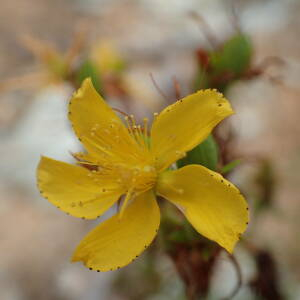 Photographie n°2445021 du taxon Hypericum perforatum L.