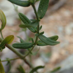 Photographie n°2445022 du taxon Hypericum perforatum L.