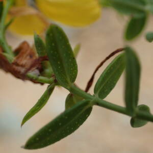 Photographie n°2445023 du taxon Hypericum perforatum L.