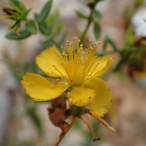 Photographie n°2445024 du taxon Hypericum perforatum L.
