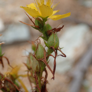 Photographie n°2445025 du taxon Hypericum perforatum L.