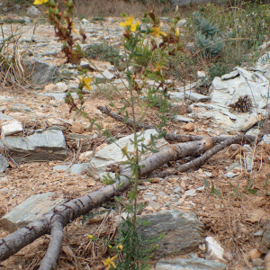 Photographie n°2445026 du taxon Hypericum perforatum L.