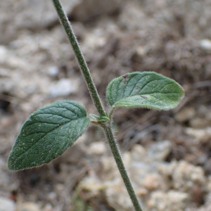 Photographie n°2445043 du taxon Clinopodium vulgare L.