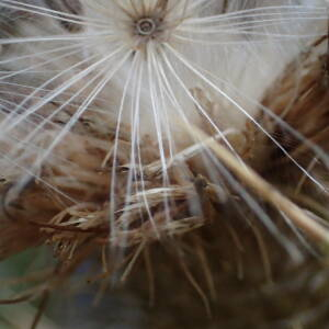 Photographie n°2445051 du taxon Cirsium vulgare (Savi) Ten.