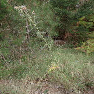 Photographie n°2445053 du taxon Cirsium vulgare (Savi) Ten.