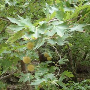 Photographie n°2445056 du taxon Platanus orientalis L.