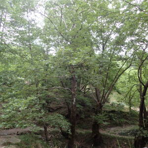 Photographie n°2445057 du taxon Platanus orientalis L.