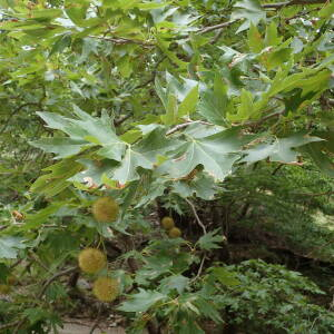 Photographie n°2445058 du taxon Platanus orientalis L.