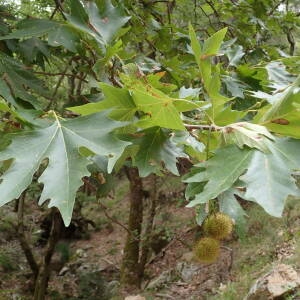 Photographie n°2445060 du taxon Platanus orientalis L.