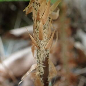 Photographie n°2445070 du taxon Polystichum setiferum (Forssk.) T.Moore ex Woyn.