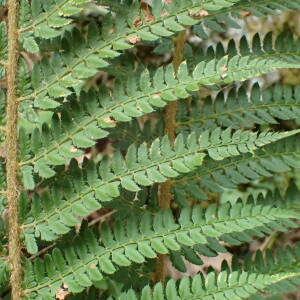 Photographie n°2445071 du taxon Polystichum setiferum (Forssk.) T.Moore ex Woyn.